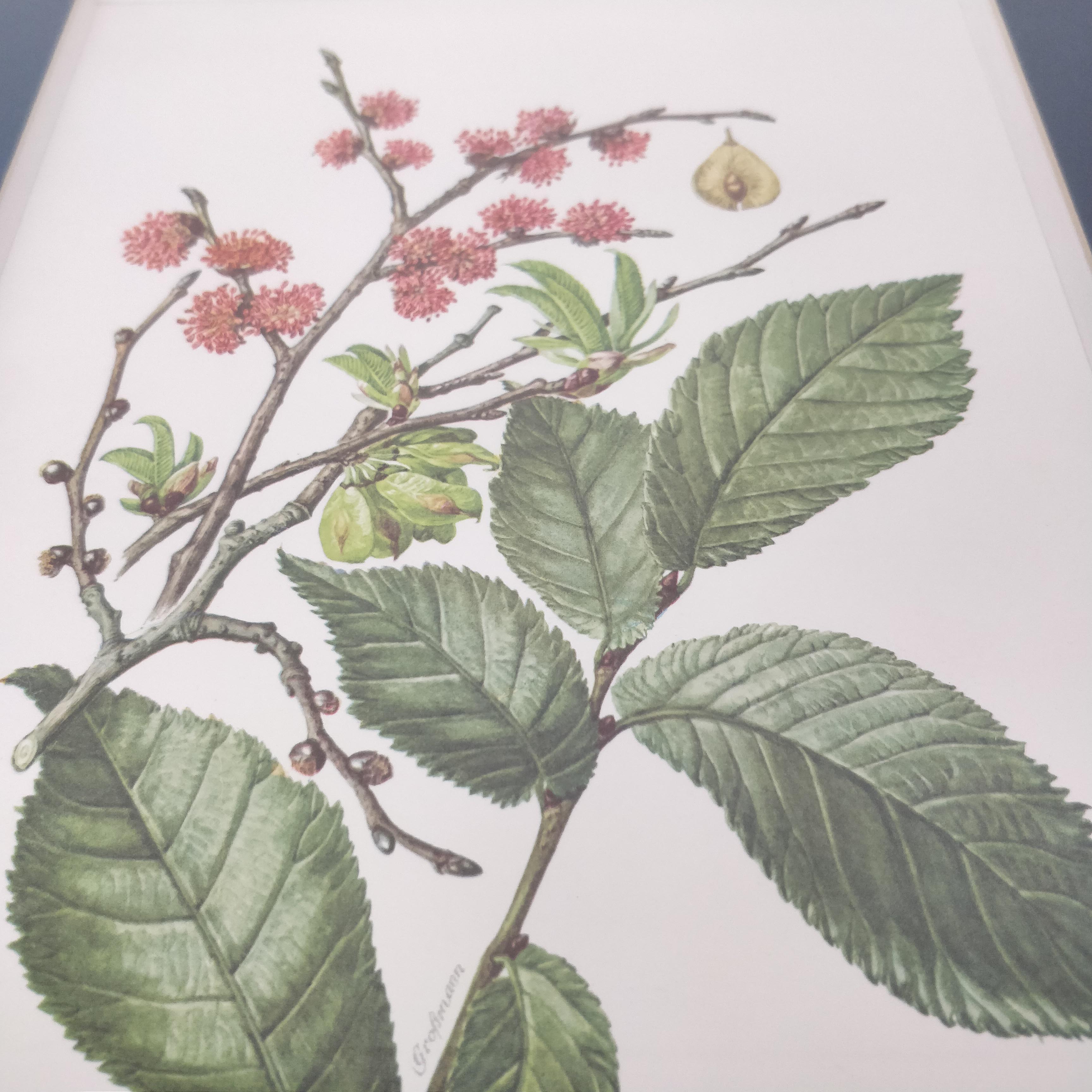 Botanical plank plank Orme country