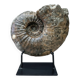 giant ammonite