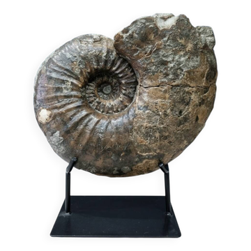 giant ammonite