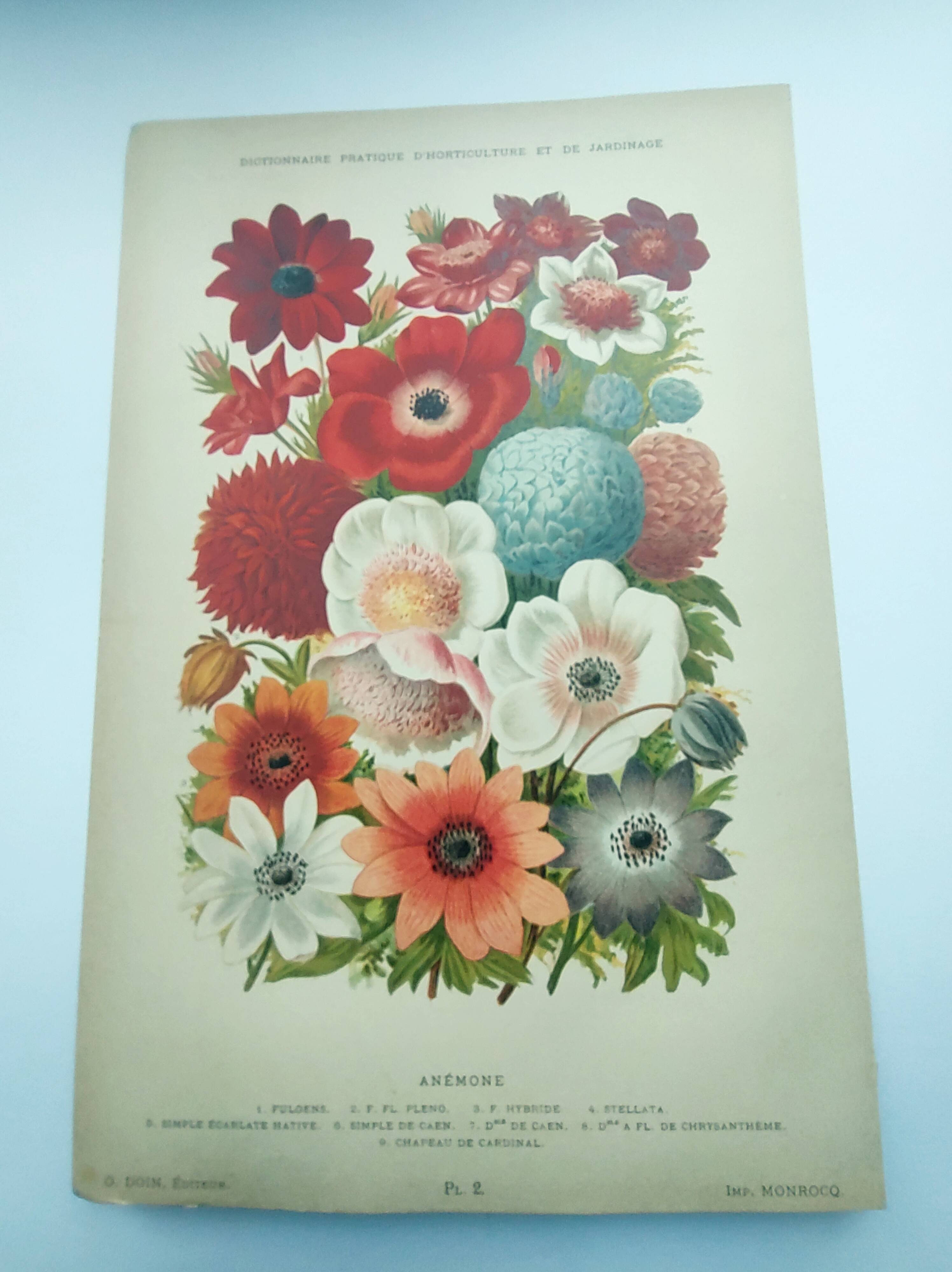 Botanical engraving from 1897 by A.Lefevre - Columbine - Old plate. Flower lithograph