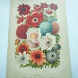 Botanical engraving from 1897 by A.Lefevre - Columbine - Old plate. Flower lithograph