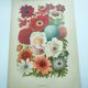 Botanical engraving from 1897 by A.Lefevre - Columbine - Old plate. Flower lithograph