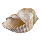 Coquillage de mer Tonna Galea vintage