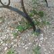 Antique garden bench with cast iron legs