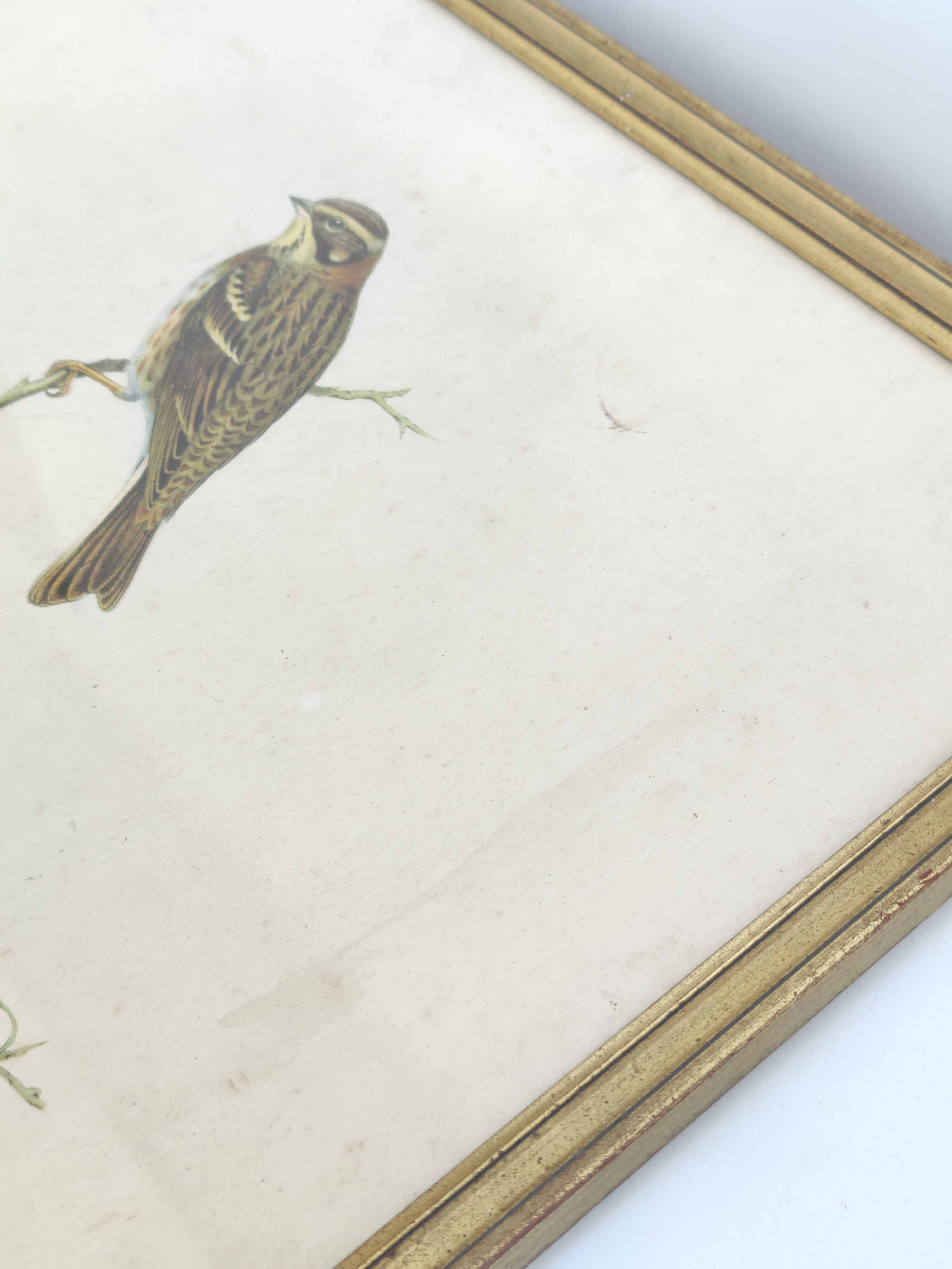 Lithograph vintage bird couple by J. Gould and H-C Richter golden frame