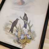 Tableau oiseaux