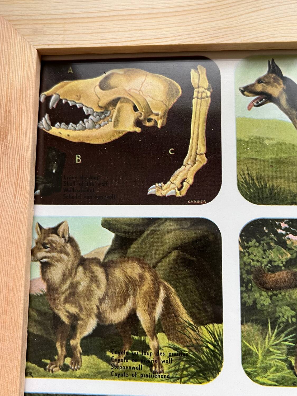 Affiche animalière ancienne