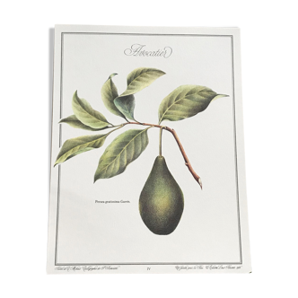 Planche botanique l'Avocatier