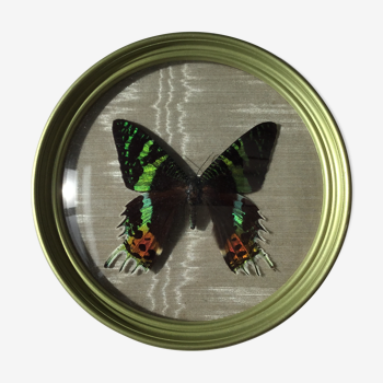 Butterfly in a domed round frame