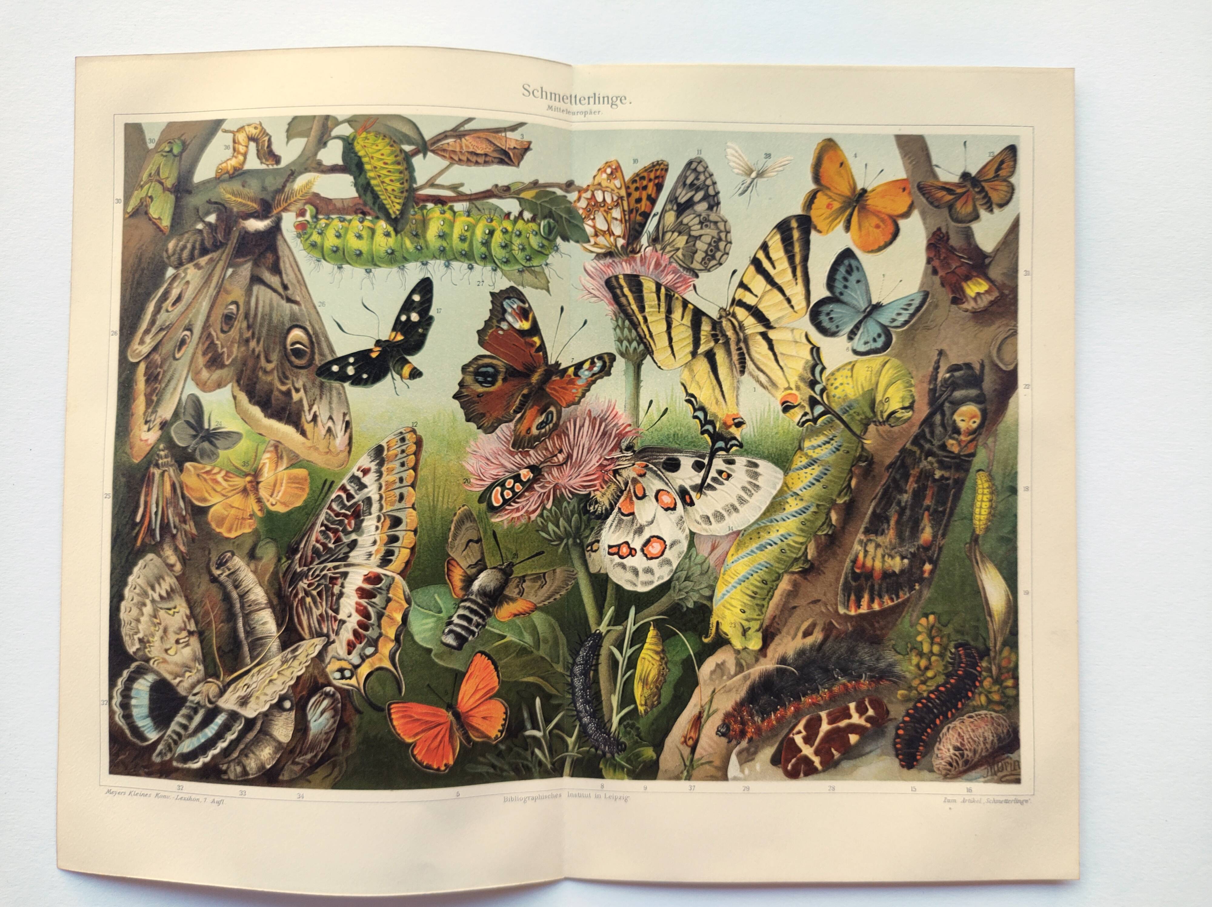 Plate from 1909 - Butterfly - Old entomological poster from 1909