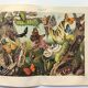 Plate from 1909 - Butterfly - Old entomological poster from 1909