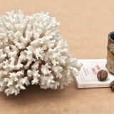 Vintage natural white coral, 1970s