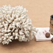 Ancien corail blanc naturel, années 70