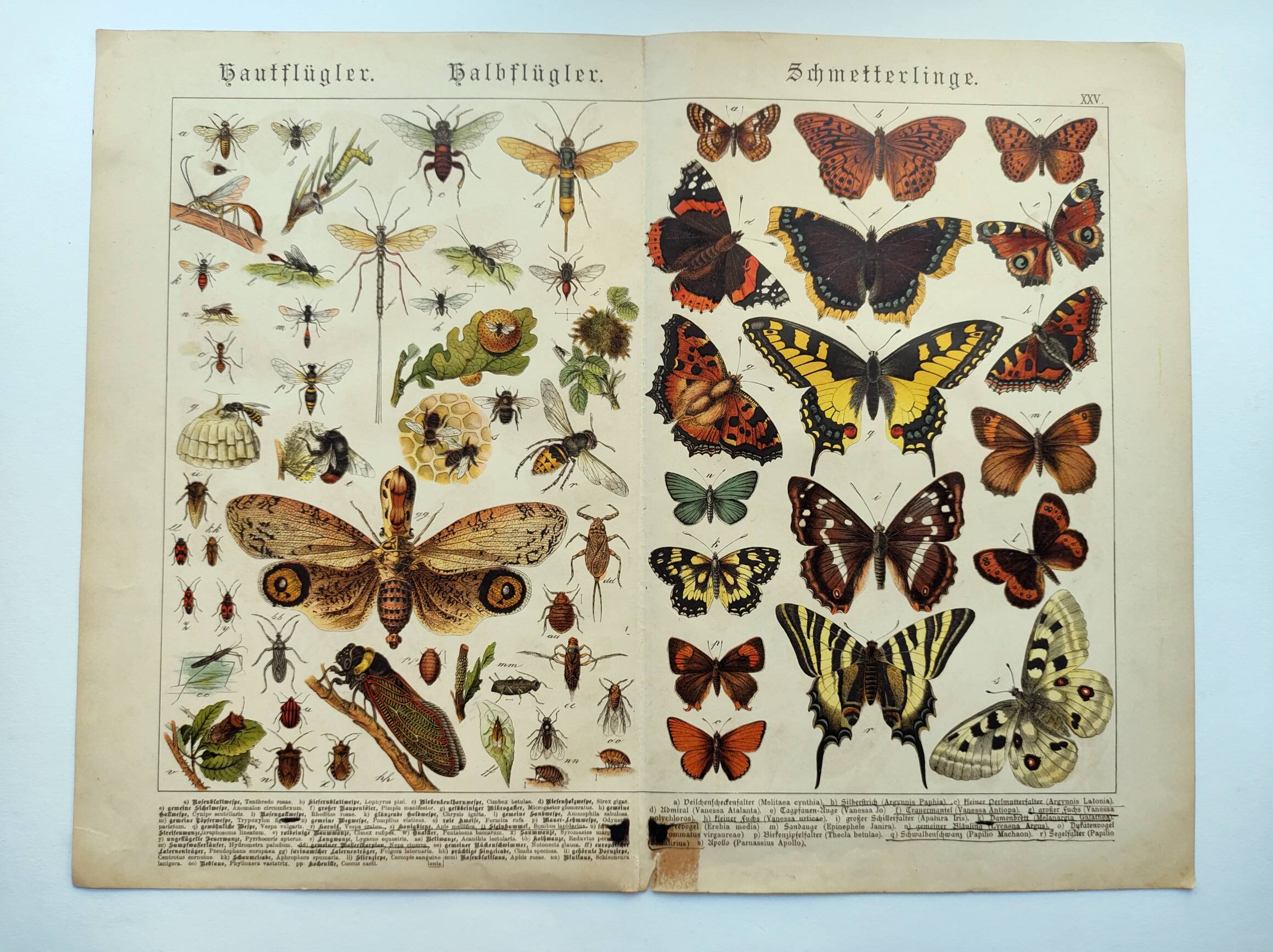 1898 Engraving - Butterflies and Flying Insects - Large Vintage Lithograph - 42 x 33 cm - Plate