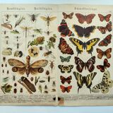 1898 Engraving - Butterflies and Flying Insects - Large Vintage Lithograph - 42 x 33 cm - Plate