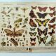 1898 Engraving - Butterflies and Flying Insects - Large Vintage Lithograph - 42 x 33 cm - Plate