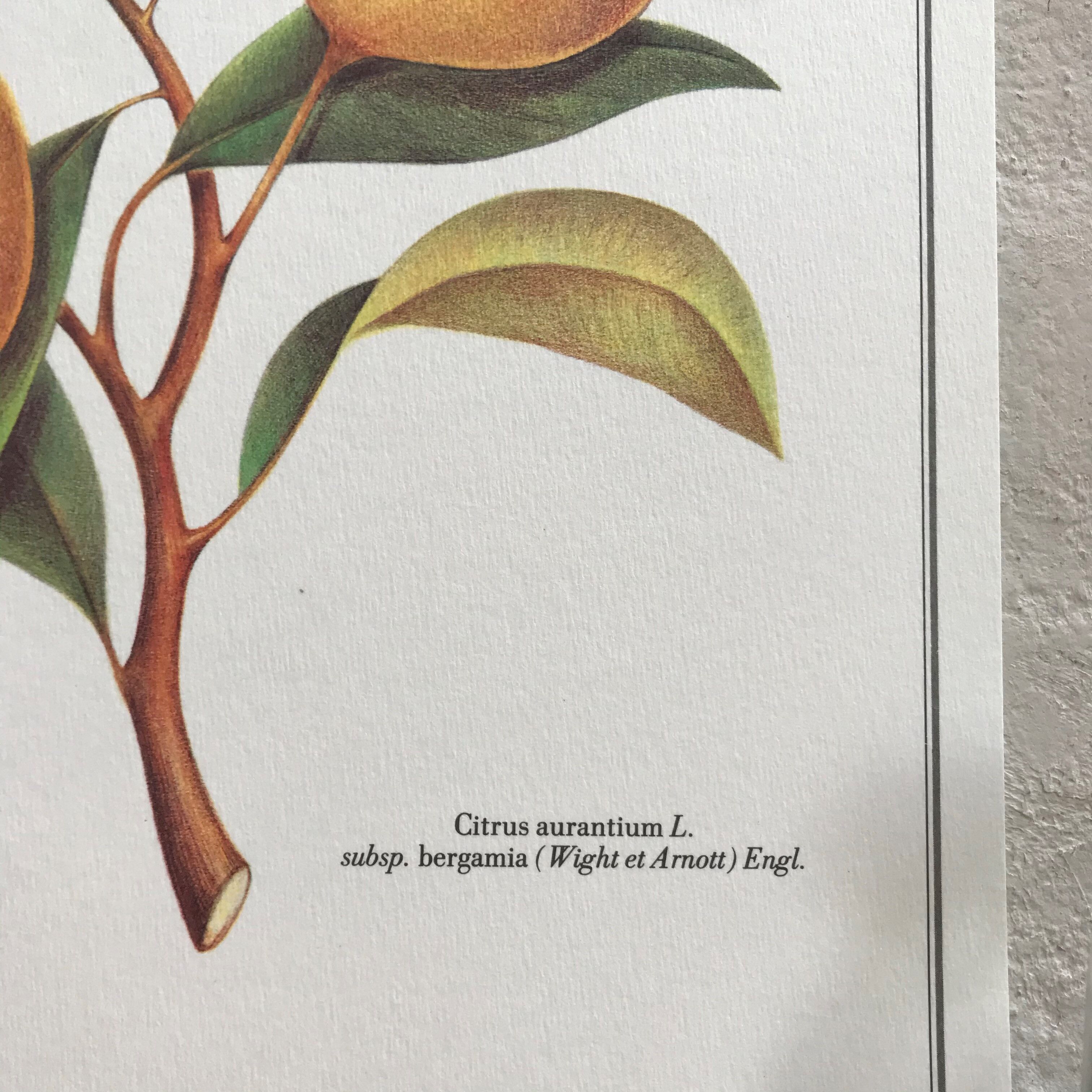 Botanical plank the Bergamotier