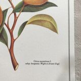 Botanical plank the Bergamotier