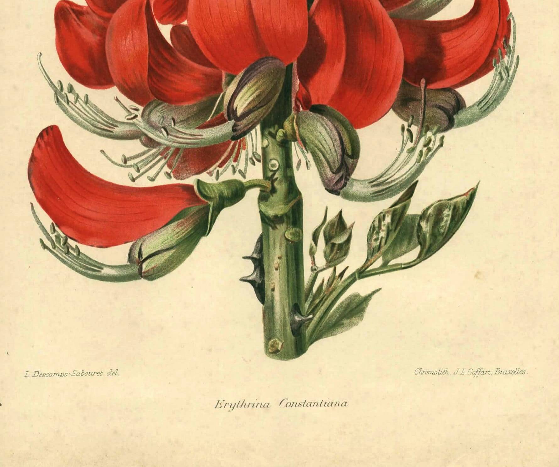 Antique Botanical Engraving 1896 by Sabouret • Erythrina Constantin - Flower