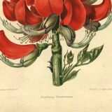 Antique Botanical Engraving 1896 by Sabouret • Erythrina Constantin - Flower