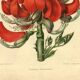 Antique Botanical Engraving 1896 by Sabouret • Erythrina Constantin - Flower