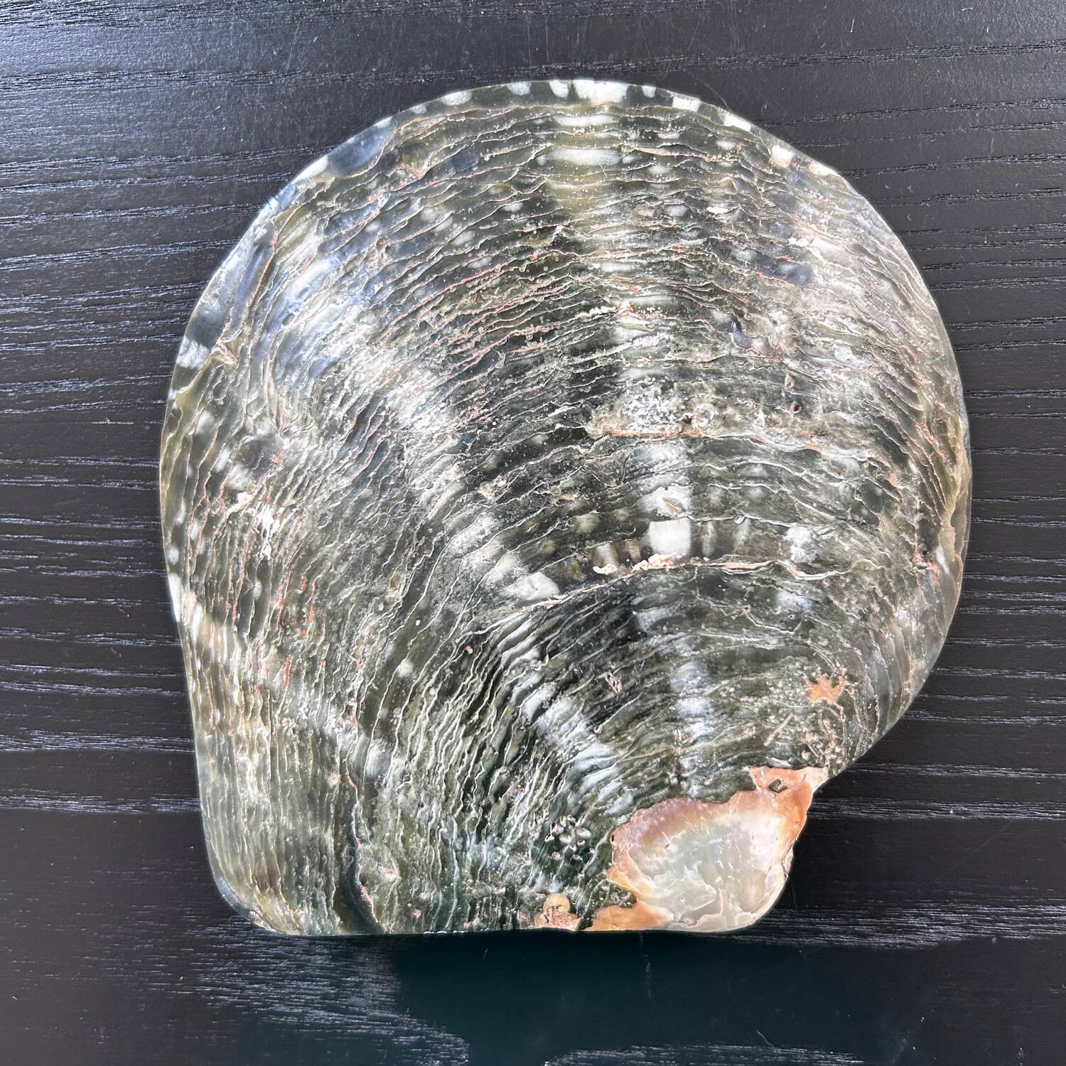 Mother-of-pearl shell emptier