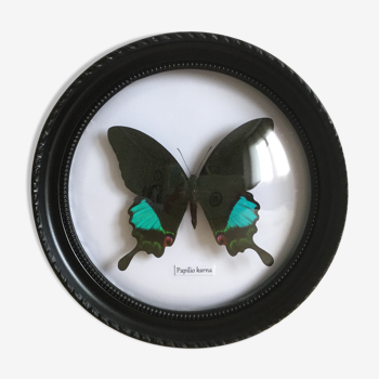 Papilio Karna sous cadre bombé années 60