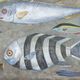 Painted canvas representing a board of fish. Contemporary work.