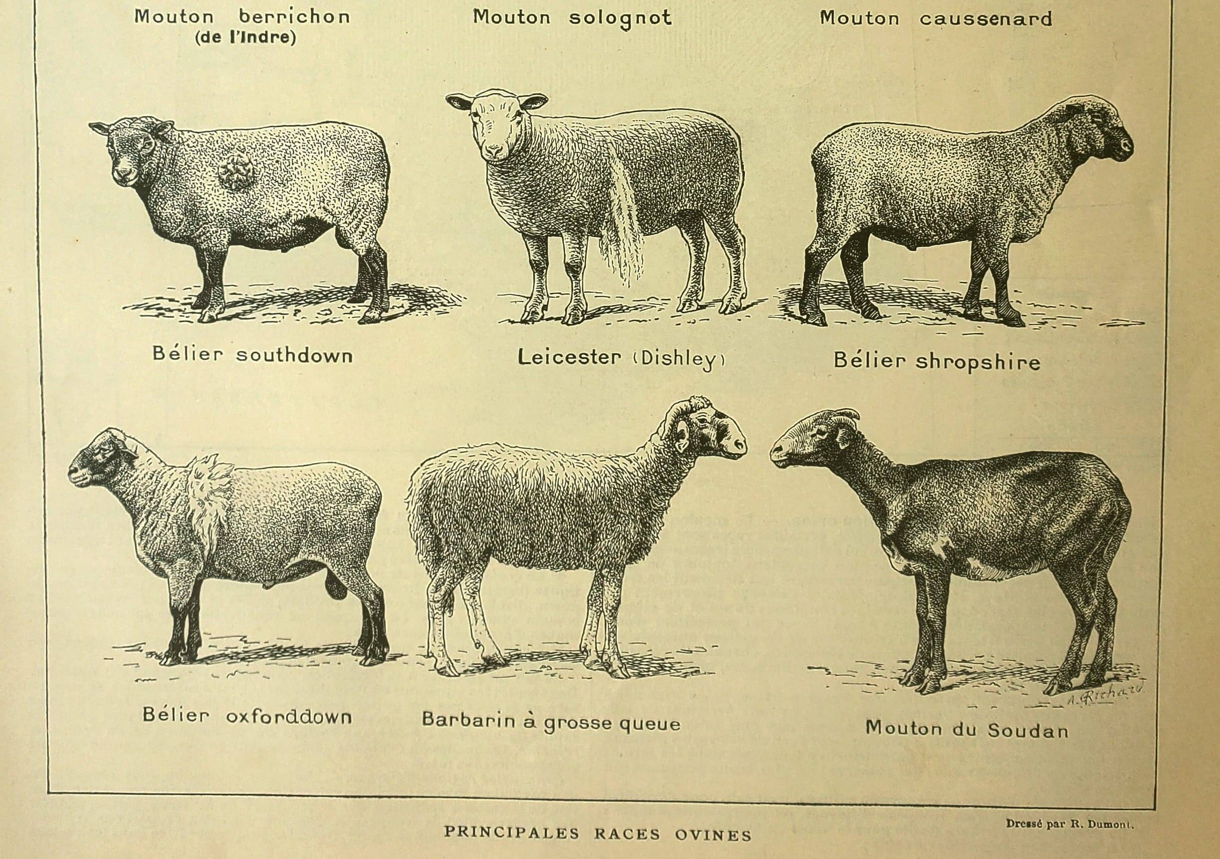 Antique engraving - 1921 by A. Richard - Sheep - Vintage farm plate