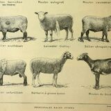 Antique engraving - 1921 by A. Richard - Sheep - Vintage farm plate