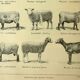 Antique engraving - 1921 by A. Richard - Sheep - Vintage farm plate