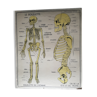 School poster Nightingale No. 10 the skeleton # 9 excretion