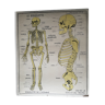 Affiche scolaire Rossignol N°10 Le Squelette  N°9  L'excretion