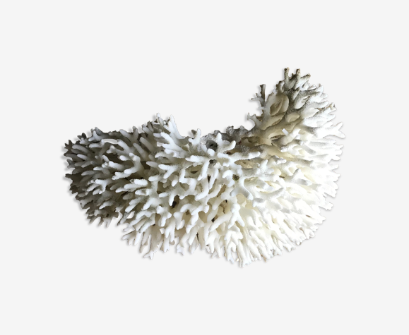 Coral nest
