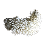 Coral nest