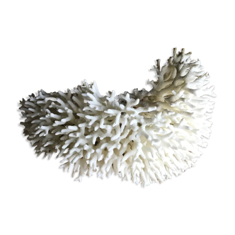 Coral nest