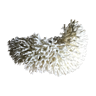 Coral nest