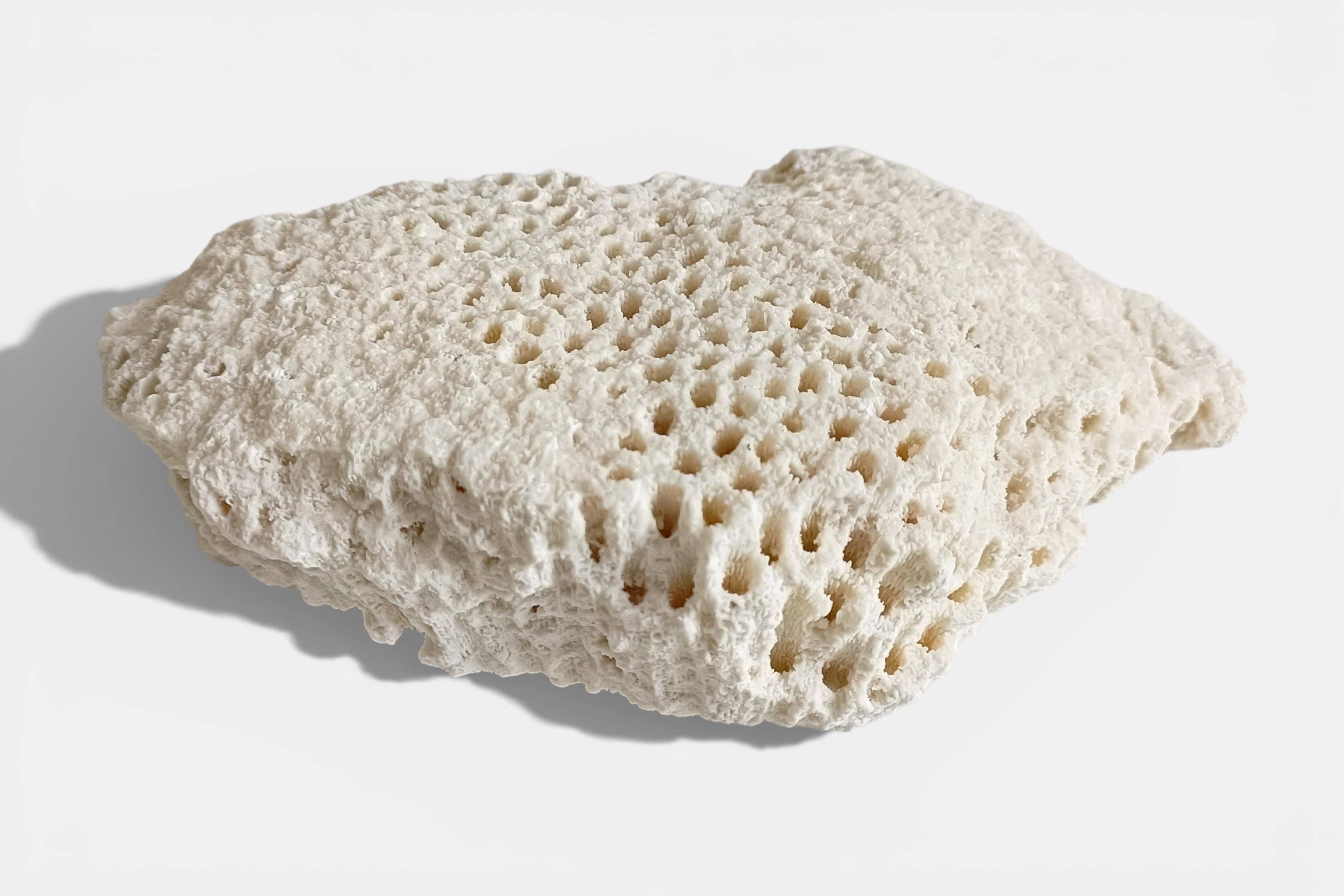Sculptural White Coral Fossil, Organic Modern Decor from South Asia
