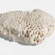 Sculptural White Coral Fossil, Organic Modern Decor from South Asia
