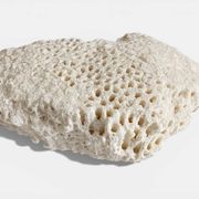 Sculptural White Coral Fossil, Organic Modern Decor from South Asia