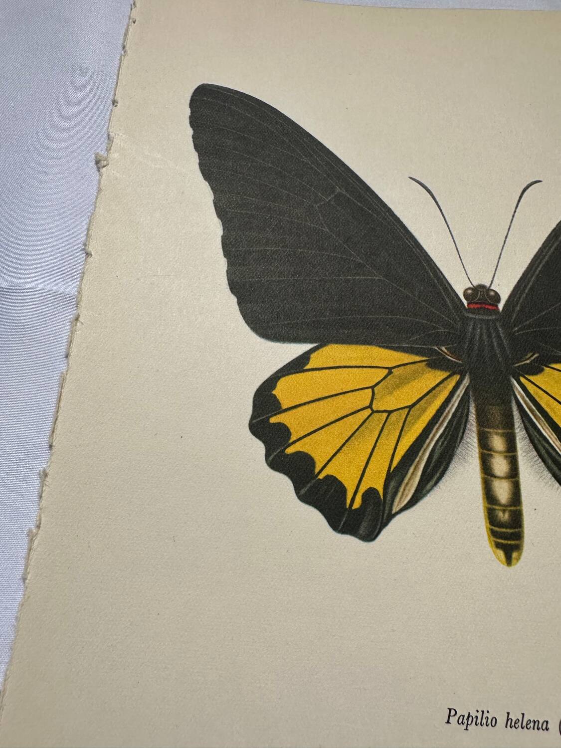 Antique butterfly engraving vintage botanical plate naturalist etching