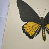 Antique butterfly engraving vintage botanical plate naturalist etching