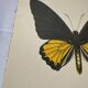 Old butterfly engraving vintage botanical plate etching naturalist