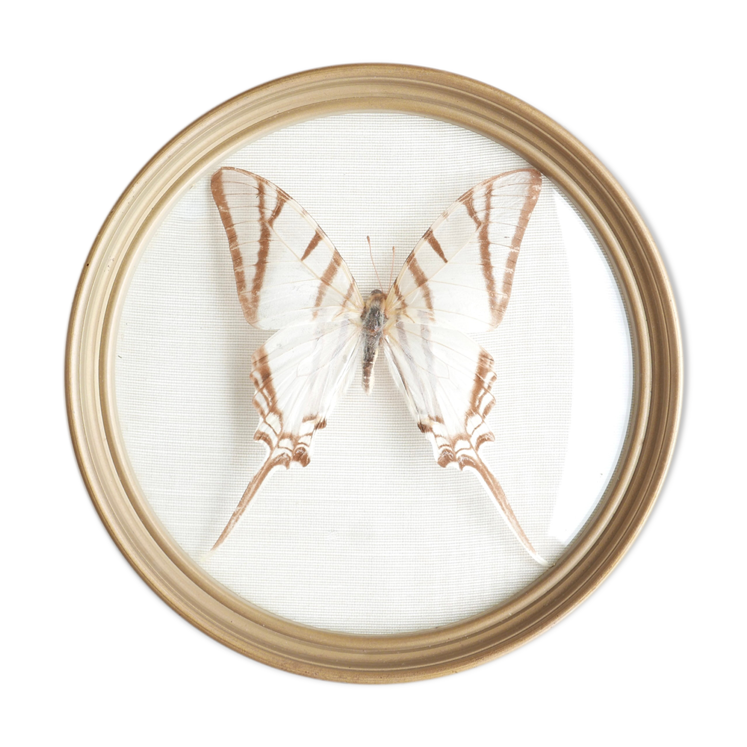 Domed showcase frame, naturalized white butterfly, 60s