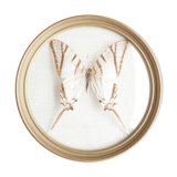 Cadre vitrine bombée, papillon naturalisé blanc, années 60