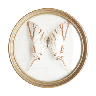 Domed showcase frame, naturalized white butterfly, 60s