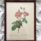 Framed lithograph roses Pierre Joseph Redouté, vintage botanical poster