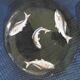 Set of 5 old plate in e emaille glass or hand-painted old fish decoration