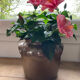 Brown stoneware jar