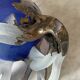 glass paste vase signed, bronze mount